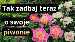 Piwonie- wycinanie liści, przesadzanie, nawożenie- zabiegi późnego lata, odmiany piwonii w ogrodzie