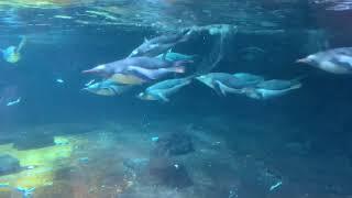 Penguin Feeding Time at Melbourne’s Sea Life Aquarium