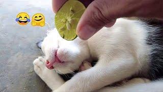 How Stupid Can Your Cat Be? The Funniest Clumsy Cats And Dogs Video