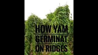 how yam germinate on ridges