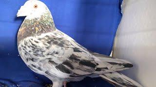 Breeding Almond ( Stipper) Racing Pigeon