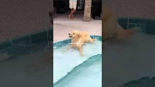 Puppy Plays In Pool For The First Time!