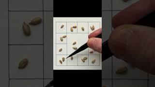 🫥 Amazing Maths Trick - 20 Grains. #shorts #shortvideo