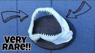 How To Mount A Shark Jaw