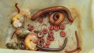 Specialize Catching Poisonous Small Red Millipede Worms, Giant African Millipede, African Snails, US