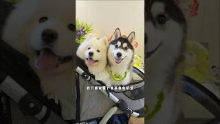 事实证明，萨摩耶带大的哈士奇很好玩的#狗狗 #萨摩耶 #哈士奇