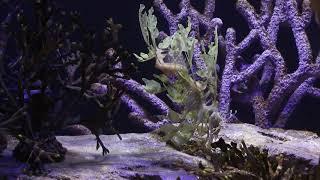 Birch Aquarium's New Sea Dragon Exhibit Is World Class