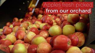 Davison Orchards 100% Pure Apple Juice