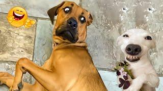 The Funniest Cats and Dogs Videos of 2024!  Best Of The 2024 Funny Animal Videos 