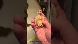 small to big animal Transformation Journeys! Don't Watch The Last One ️️