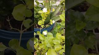 aloveera#mallipoo #samanthi #south #garden #organic #plants #youtubeshorts
