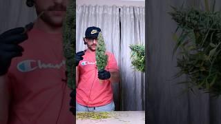 WHY and WHEN to wet trim ️