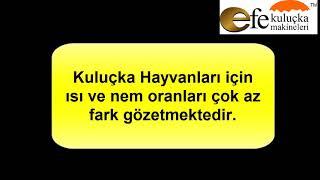 Kuluçka Makinesi Nasıl İyi Çıkım Alınır