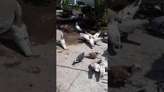 @masudbcl captured outside local #deshi #pigeons or #kabutor #pigeon | #pet | #bird |