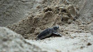 La prima corsa verso il mare delle baby tartarughe