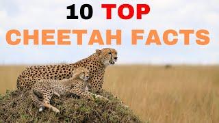 10 Top Cheetah Facts