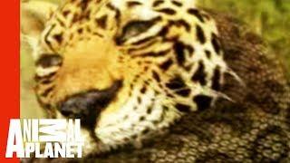 Animal Face-Off: Anaconda vs. Jaguar