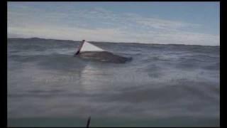 RETHINK THE SHARK - Toaster