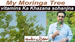 MY MORINGA Tree | THE HEALTHY SUPERFOOD | The Health Space | 300 Bimarion Ka Elaj | jan rambo |