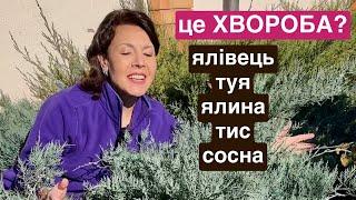 Захист хвойних  від хвороб. Чим лікувати