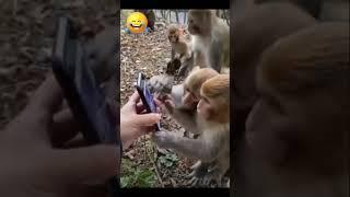 Monkeys surprised to see androide mobile#monkey #viralmonkey#viralvideo #funnyshorts#funnyvideo