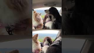 Puppies Visit The Blue Ridge Mountains