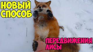 Alice the fox. Big fox racing in the snow. Funny moments.