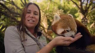 Learn all about Red Pandas