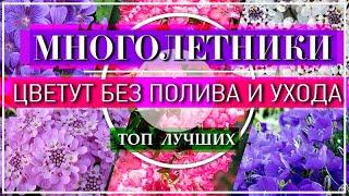 ТОП 10 МНОГОЛЕТНИКОВ  ЦВЕТУТ без Полива  РАСТУТ без Ухода