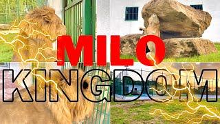 WHERE IS MILO ? The King Lion | SR Breeding Farm | Elite Network PK