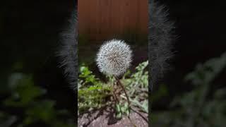 Dandelion seed head