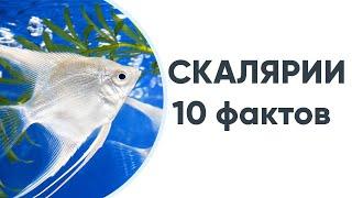 10 фактов о скаляриях, которые нужно знать каждому аквариумисту