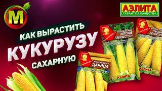 Как вырастить кукурузу сахарную. Урожай 2021 от А до Я.