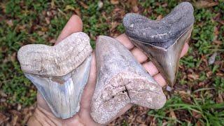 Megalodon Shark Tooth INSANITY! Our BEST Shark Tooth Finds Of All Time | Florida Fossil Hunting