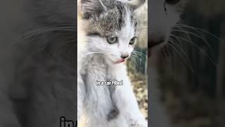 The grateful kitten #shortvideo #animals #rescue #cute #cat #lovestory