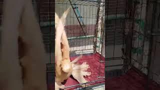 #pigeon #pegions #tauben #golubi #golub #kabootar #qushlar #reels #rek