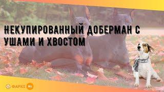 Некупированный доберман с ушами и хвостом