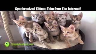 Synchronized Kittens Compilation 2015 | Synchronized Cats | Simply Fun Stuff