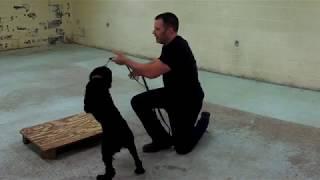 Humane Punishment in Dog Training - Live Classroom Sample 2 (k9-1.com)