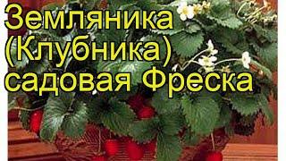 Земляника садовая Фреска. Краткий обзор, описание характеристик fragaria ananassa Freska