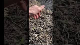 В. Железов.  Не спешите браковать мои семена!