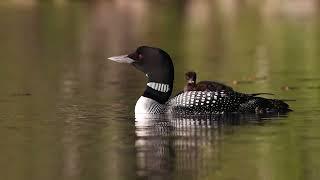 Common Loons by Harry Collins - 2023 Audubon Photography Awards