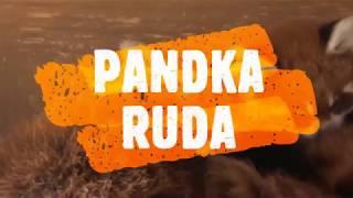 PANDKA RUDA