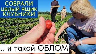 Собрали целый ЯЩИК КЛУБНИКИ на ферме. Не ожидали, что так все закончится. Полный облом!