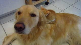 Super Cute Tiny Kitten Sleeping on Dog's Back - Golden Retriever Foster Father