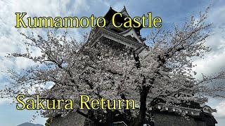 Japan Kyushu Kumamoto Castle Kato Kiyomasa Beautiful Sakura World Kokutei Best Chicken Egg Ramen