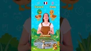 The Animal Families in French  #learning #kids #beginners #education #toddlers