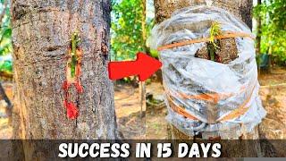 Big tree Grafting | How to graft on big mango tree | Mango grafting technique's