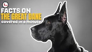 Unveiling the Graceful Great Danes!| The Great Dane in 1 Minute | AnimalSnapz