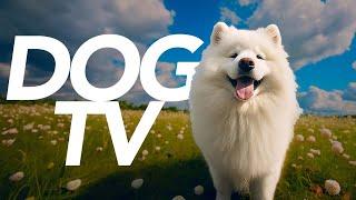 DOG TV - Outdoor Adventure Experience for Dogs! 20 Hours of Petflix!